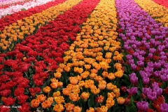 Anja-Tulpenfeld