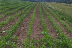 Maisfeld