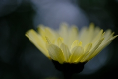 1-Defocus-Anja