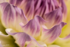 1-Defocus-Gaby