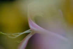 2.Defocus-Anja