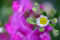 4.Defocus-Anja