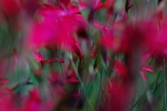 5.-Defocus-Anja