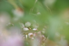AHo-Blaubeeren