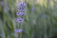 AHo-Lavendel