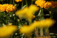 Defocus4-9-UD