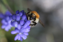 AHO-Hummel