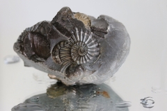 AHo-Fossil