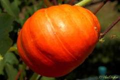Kürbis