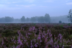 1.-Wahner-Heide