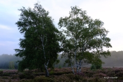 2.-Wahner-Heide