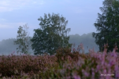 3.-Wahner-Heide