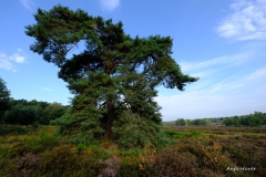 4.-Wahner-Heide