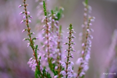5.-Wahner-Heide