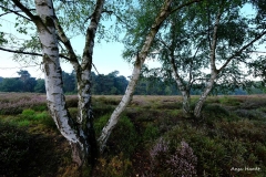 6.Wahner-Heide