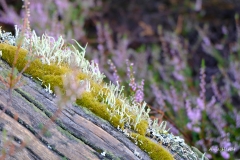 7.-Wahner-Heide