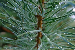 8.-Wahner-Heide