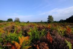 9.-Wahner-Heide