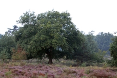 Baum-SK