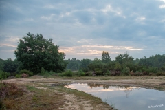 Heide-gg-1