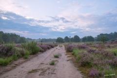 Heide-gg-2