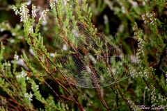 Netz