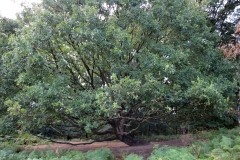 liegenderBaumSK