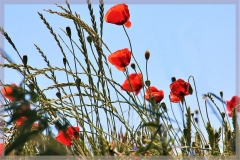 AHo-Mohn-im-Gegenlicht