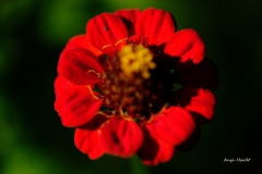 Blume-Anja