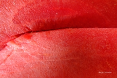 Melone-Anja