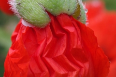 Mohn-2