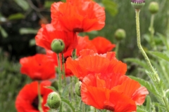Mohn