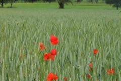 Mohnahcap-2