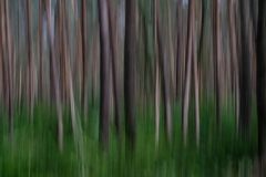 Im-Wald-Dynamik-1