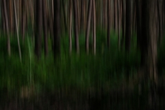 Im-Wald-Dynamik-4