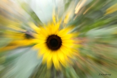IMG_Zoom6-Sonnenblume