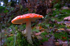 Fliegenpilz-2