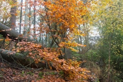Herbst-3