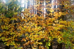 Herbst-7