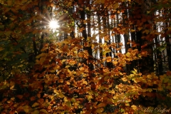 Herbst