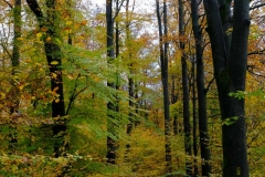 Laubwald