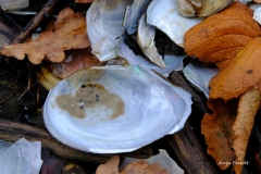 Muscheln