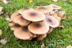 Pilze