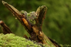 Schnecke