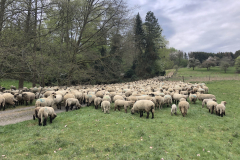 AHaWiehl_Brucherwiesen