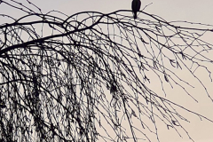 SK-Amsel