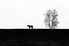Silhouette-kl-04