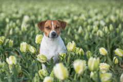 GG-Tulpen-1
