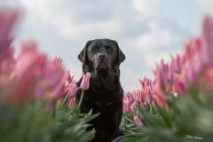 GG-Tulpen-2