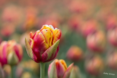 GG-Tulpen-3